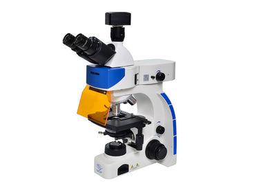 China Aufrechtes Fluoreszenz-Mikroskop LED Trinocular mit B u. G-Fluoreszenz-Filter fournisseur